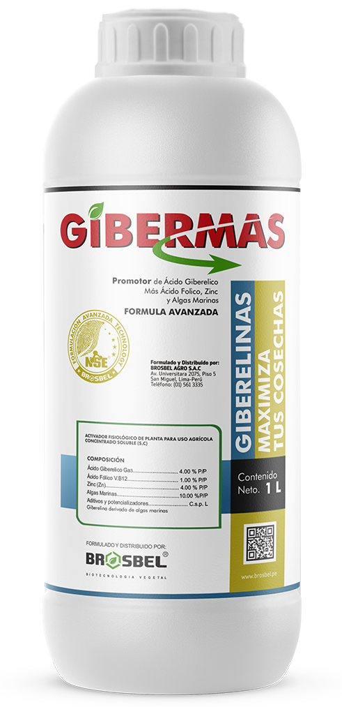 Gibermas